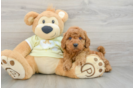 Best Mini Goldendoodle Baby