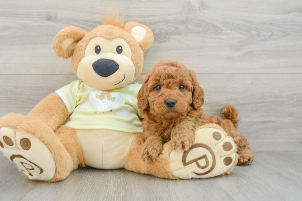 Best Mini Goldendoodle Baby