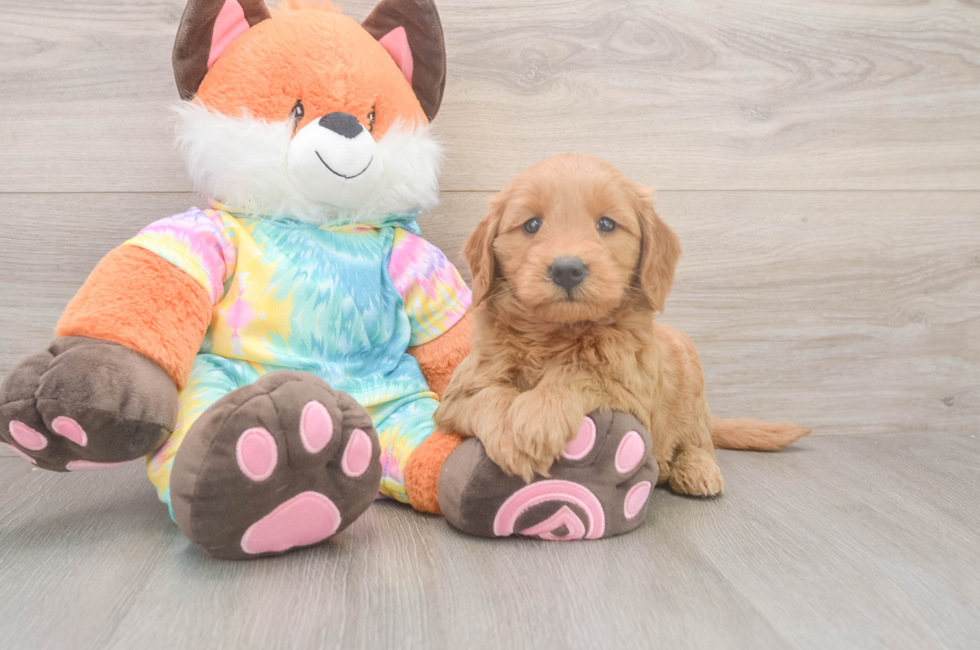5 week old Mini Goldendoodle Puppy For Sale - Lone Star Pups