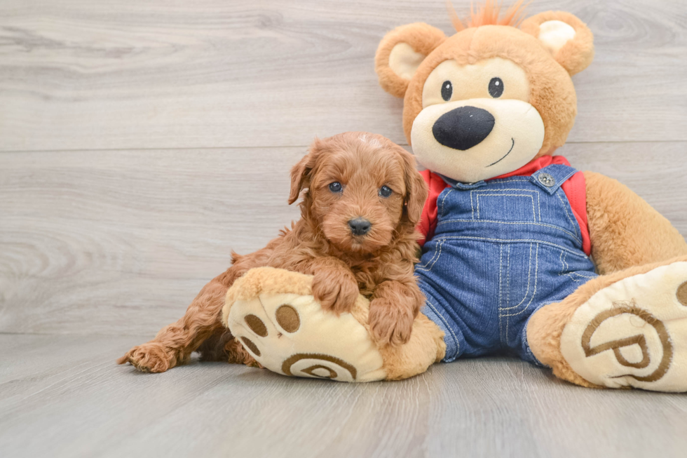 Mini Goldendoodle Pup Being Cute