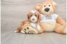 Friendly Mini Goldendoodle Baby