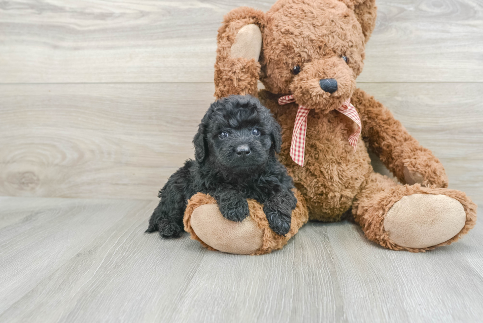 Hypoallergenic Mini Goldiepoo Poodle Mix Puppy