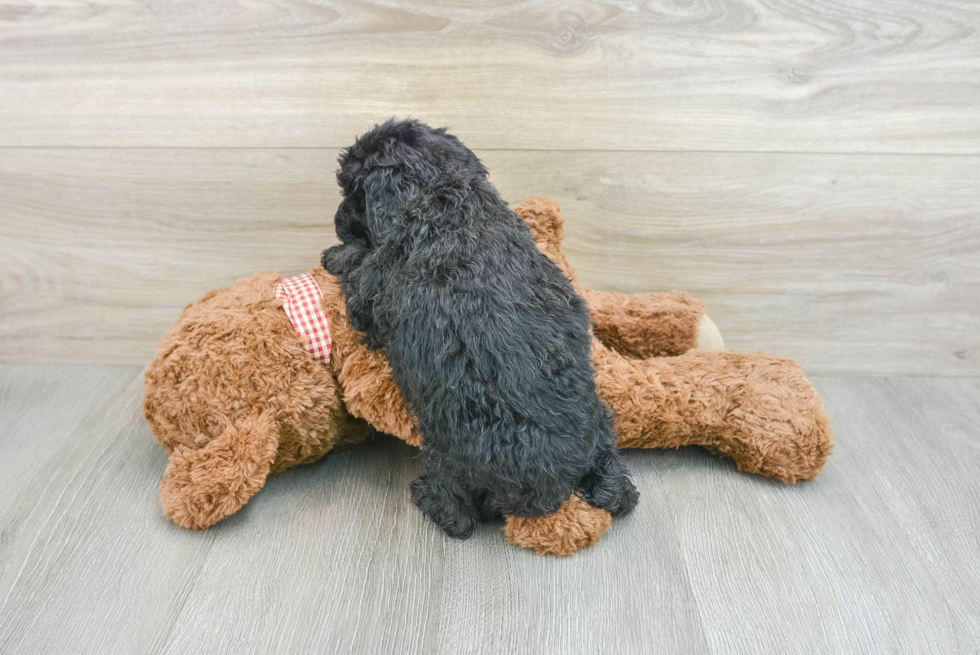 Friendly Mini Goldendoodle Baby