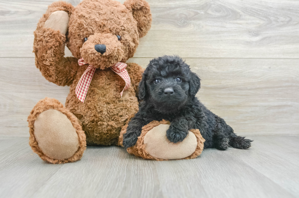 5 week old Mini Goldendoodle Puppy For Sale - Lone Star Pups