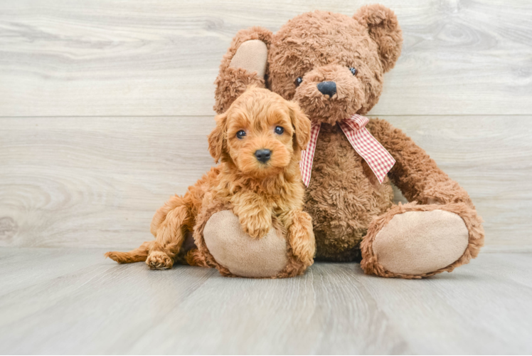 Small Mini Goldendoodle Baby