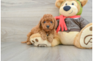 Mini Goldendoodle Puppy for Adoption