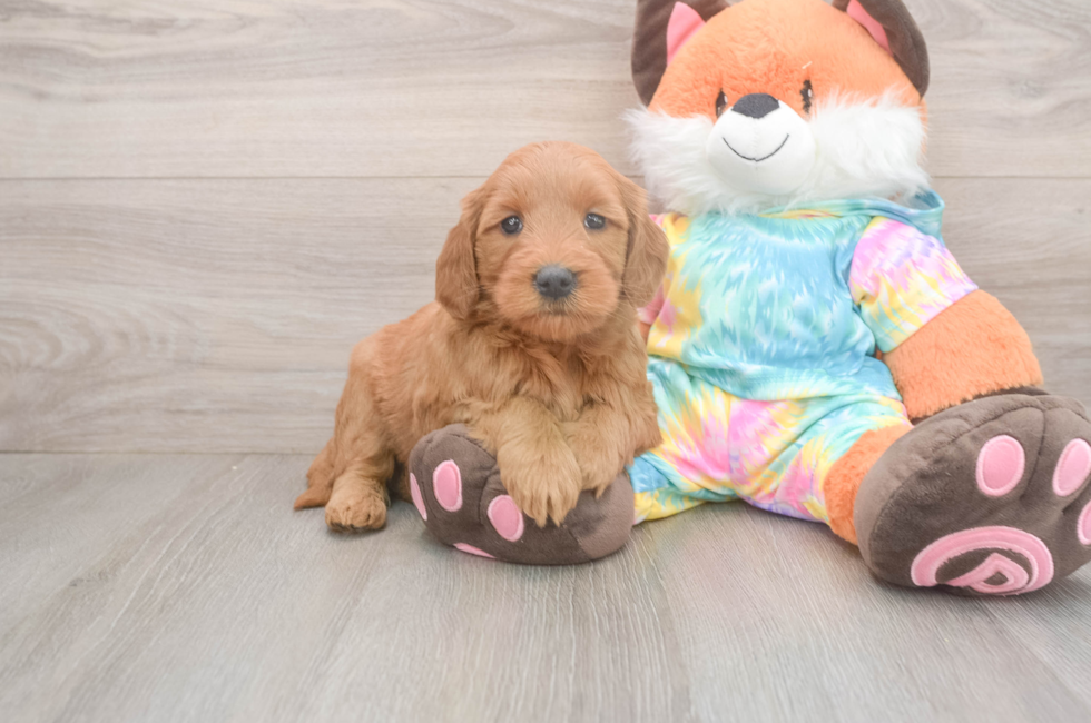 5 week old Mini Goldendoodle Puppy For Sale - Lone Star Pups