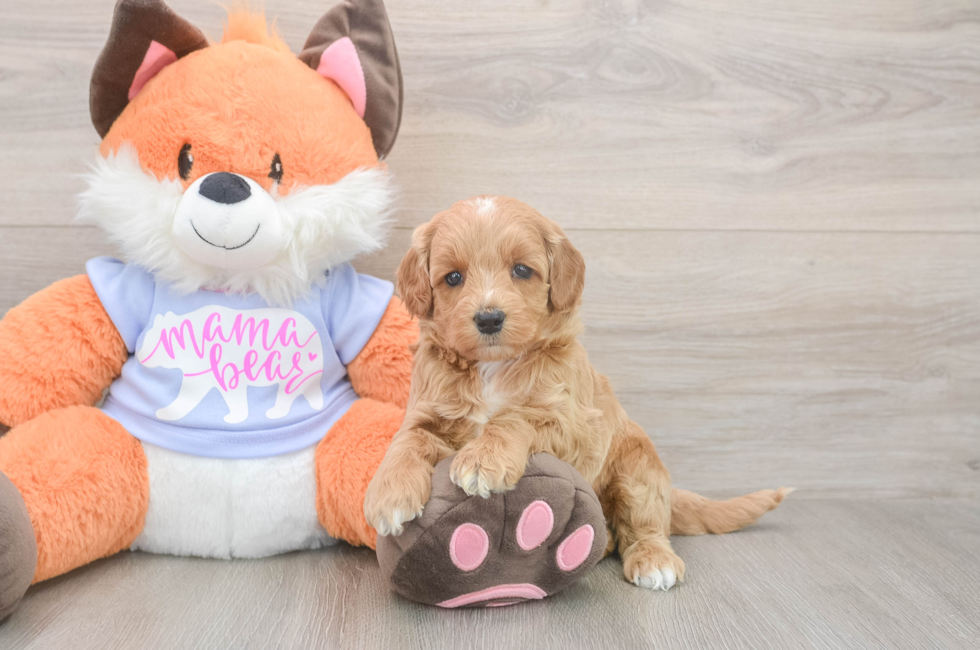 5 week old Mini Goldendoodle Puppy For Sale - Lone Star Pups