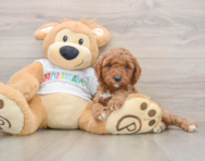 7 week old Mini Goldendoodle Puppy For Sale - Lone Star Pups