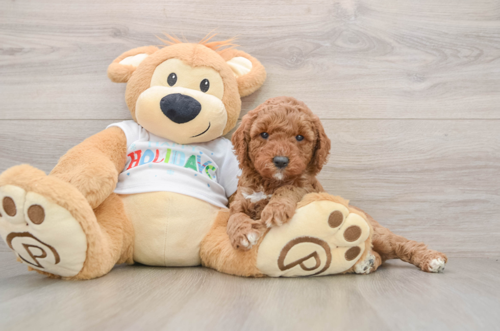 5 week old Mini Goldendoodle Puppy For Sale - Lone Star Pups