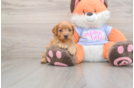 Fluffy Mini Goldendoodle Poodle Mix Pup