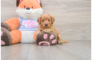 Funny Mini Goldendoodle Poodle Mix Pup