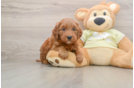 Mini Goldendoodle Pup Being Cute