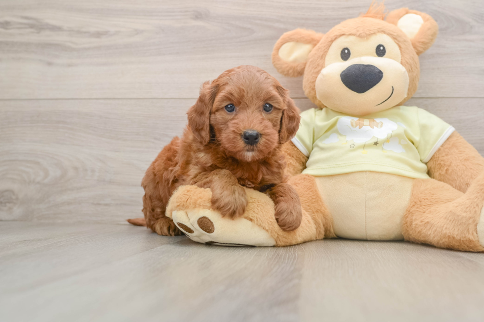 Mini Goldendoodle Pup Being Cute