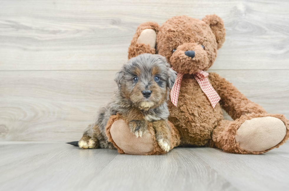 5 week old Mini Goldendoodle Puppy For Sale - Lone Star Pups