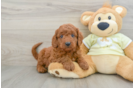 Mini Goldendoodle Pup Being Cute