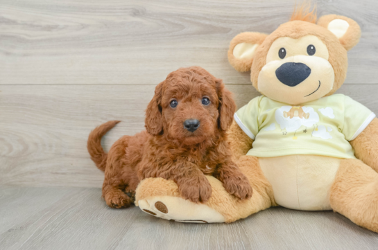 Mini Goldendoodle Pup Being Cute