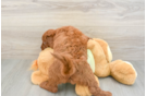 Mini Goldendoodle Puppy for Adoption