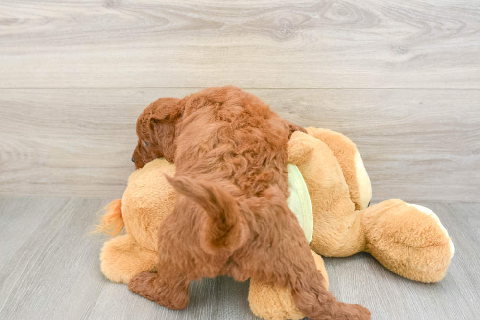 Mini Goldendoodle Puppy for Adoption