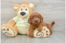 Small Mini Goldendoodle Baby