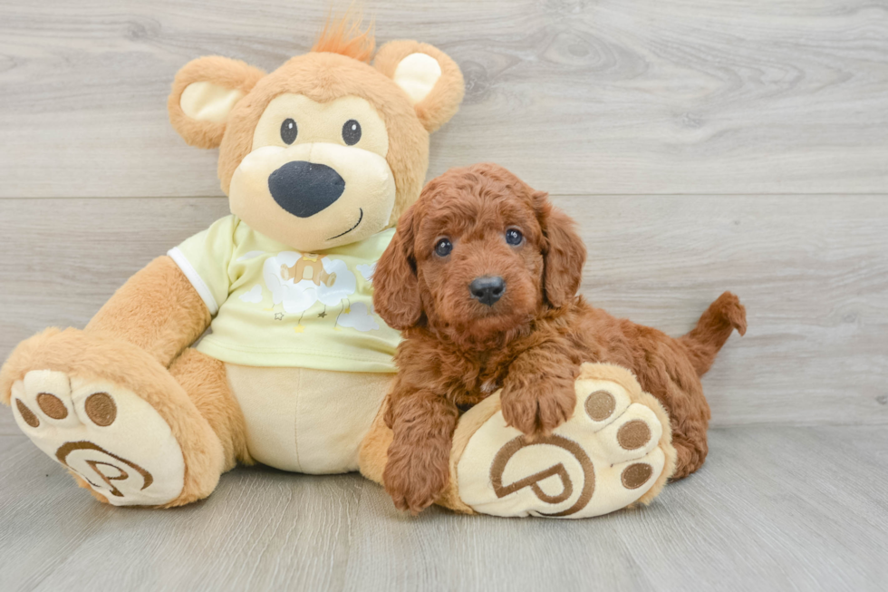 Small Mini Goldendoodle Baby