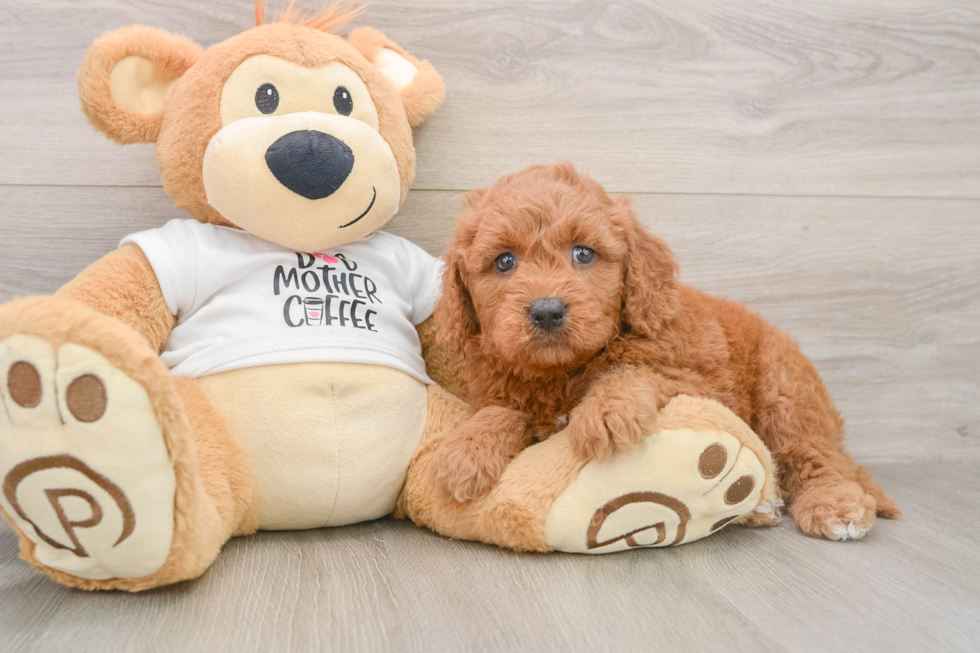 Mini Goldendoodle Pup Being Cute