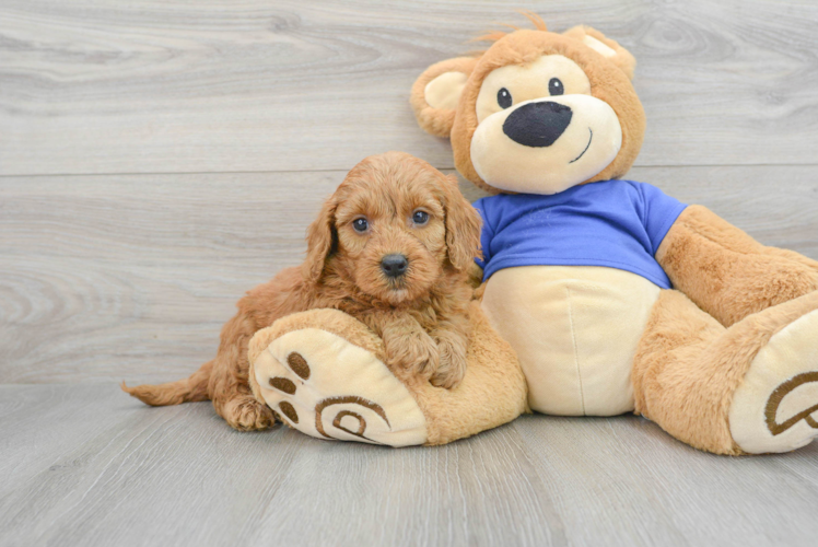 Petite Mini Goldendoodle Poodle Mix Pup