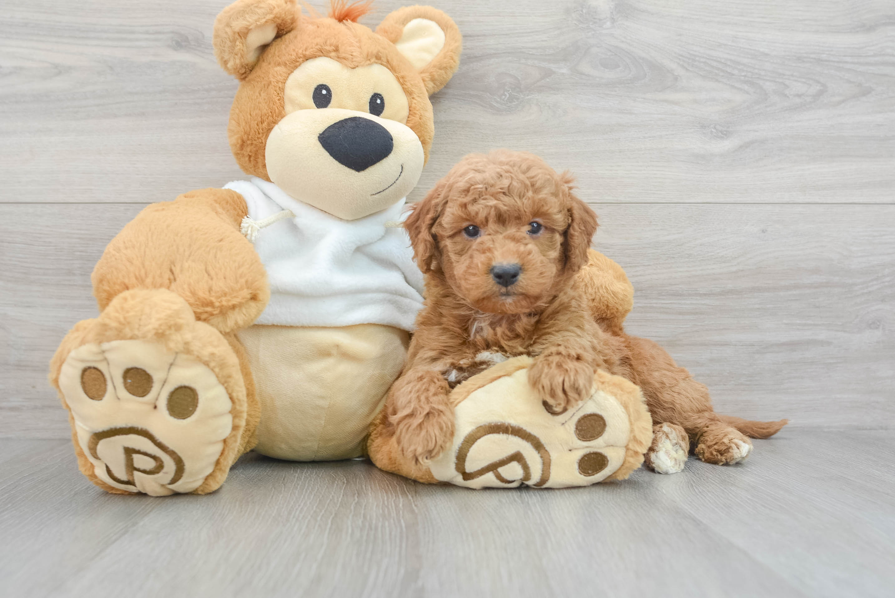 Mini Goldendoodle Puppy for Adoption