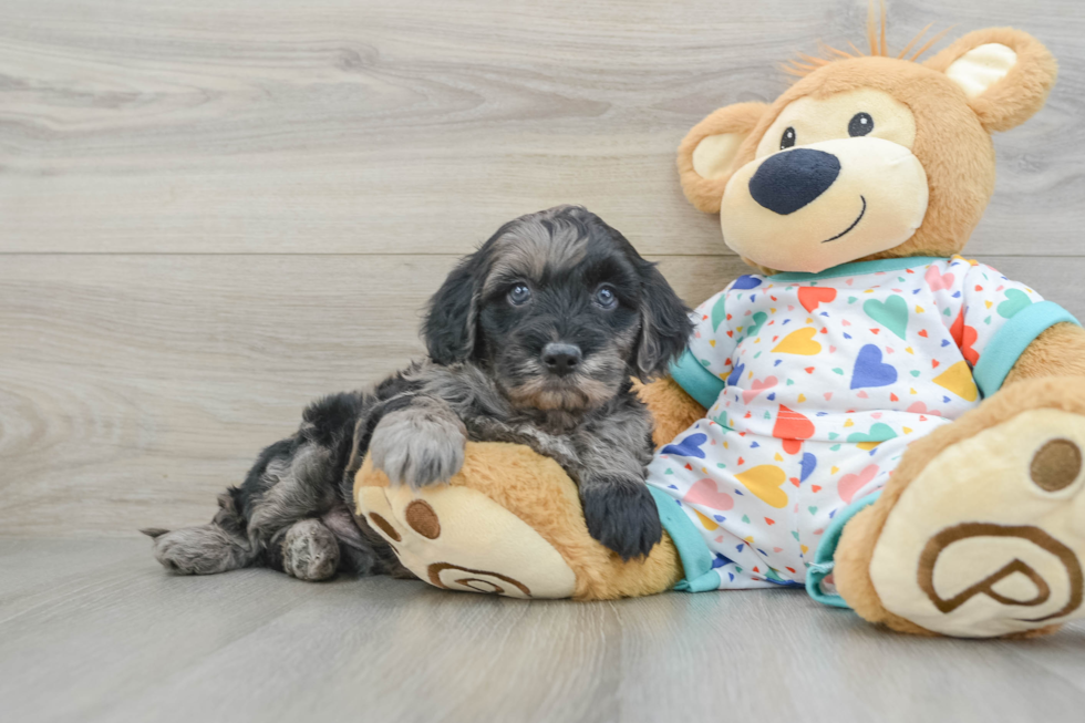 Mini Goldendoodle Pup Being Cute