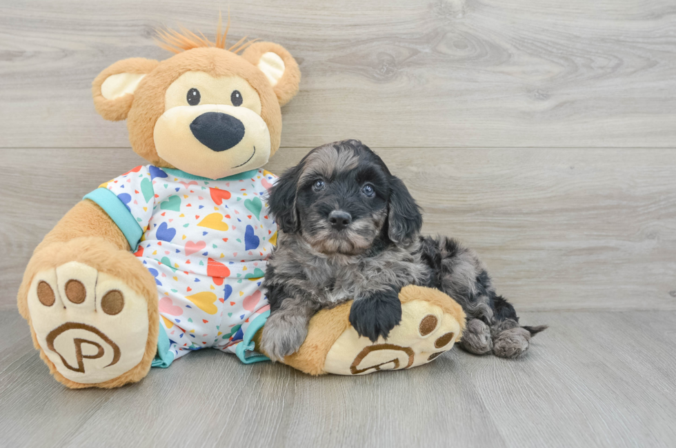 8 week old Mini Goldendoodle Puppy For Sale - Lone Star Pups