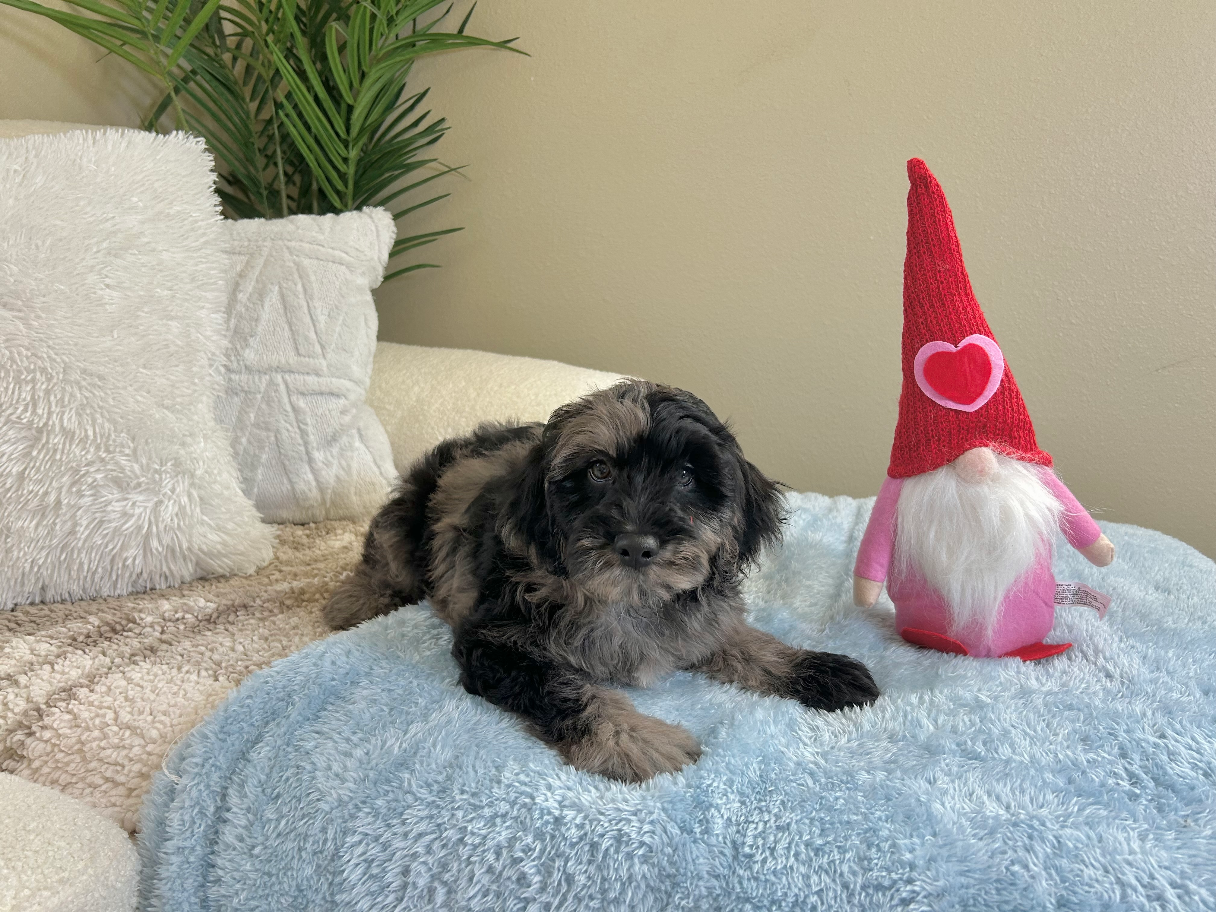 Mini Goldendoodle Pup Being Cute