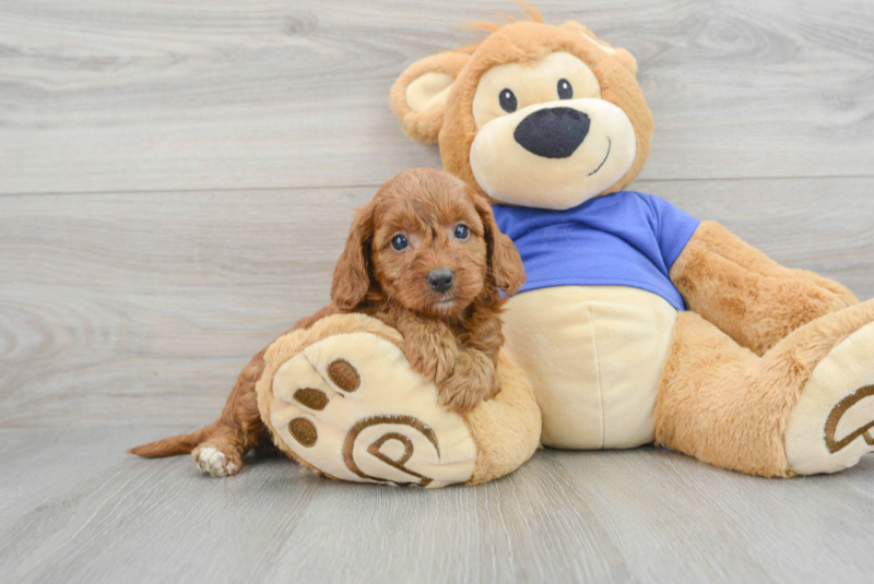 Meet Autumn - our Mini Goldendoodle Puppy Photo 1/3 - Lone Star Pups