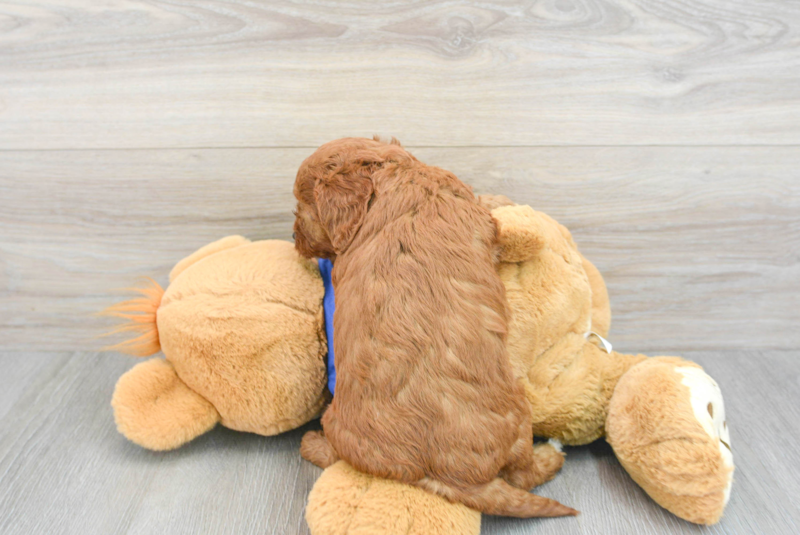Meet Autumn - our Mini Goldendoodle Puppy Photo 2/3 - Lone Star Pups