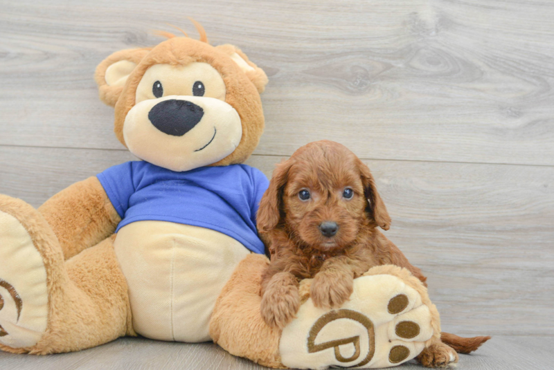 Meet Autumn - our Mini Goldendoodle Puppy Photo 3/3 - Lone Star Pups