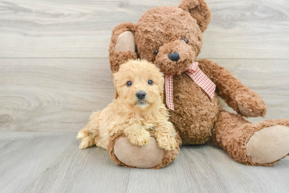 Playful Mini Groodle Poodle Mix Puppy