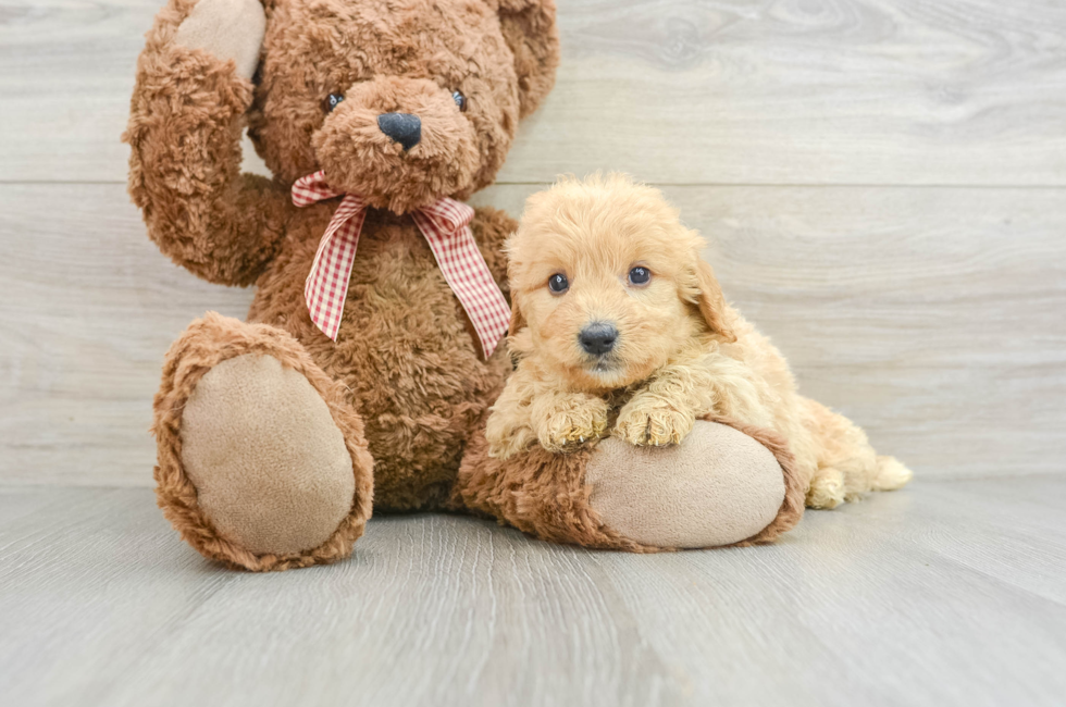 5 week old Mini Goldendoodle Puppy For Sale - Lone Star Pups