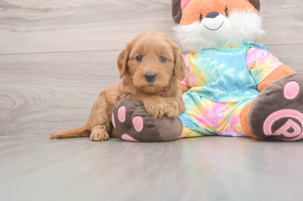 5 week old Mini Goldendoodle Puppy For Sale - Lone Star Pups