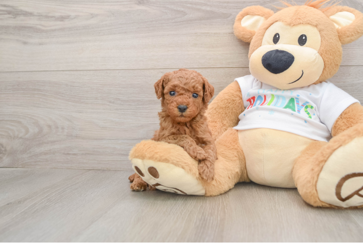 Cute Mini Goldendoodle Baby