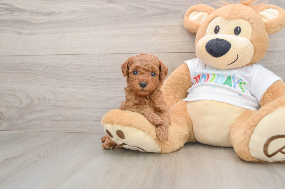 5 week old Mini Goldendoodle Puppy For Sale - Lone Star Pups