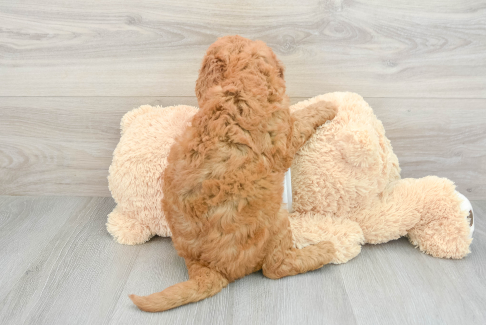 Mini Goldendoodle Pup Being Cute