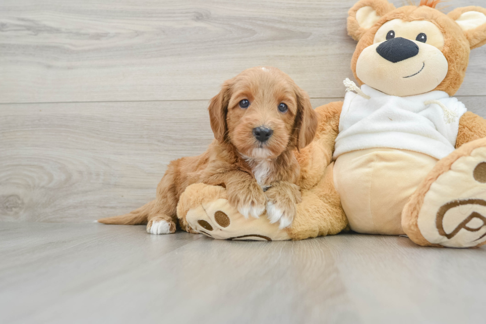 Fluffy Mini Goldendoodle Poodle Mix Pup