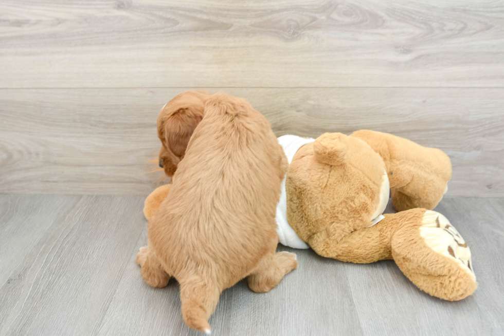 Friendly Mini Goldendoodle Baby