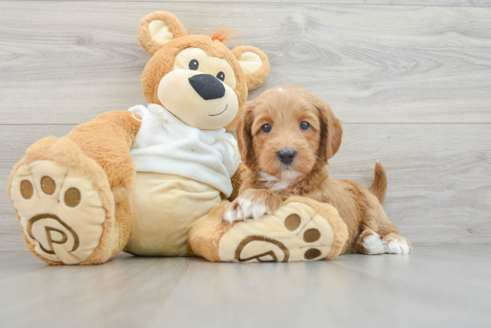 Energetic Golden Doodle Poodle Mix Puppy