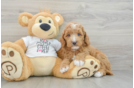 Funny Mini Goldendoodle Poodle Mix Pup