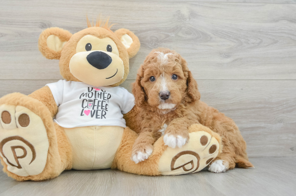 5 week old Mini Goldendoodle Puppy For Sale - Lone Star Pups