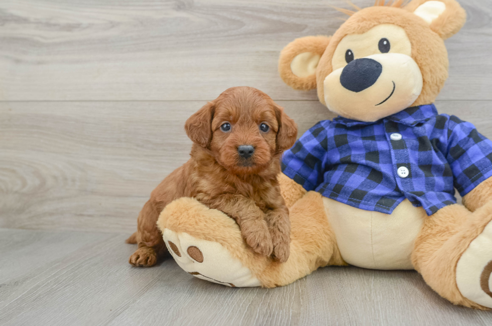 6 week old Mini Goldendoodle Puppy For Sale - Lone Star Pups