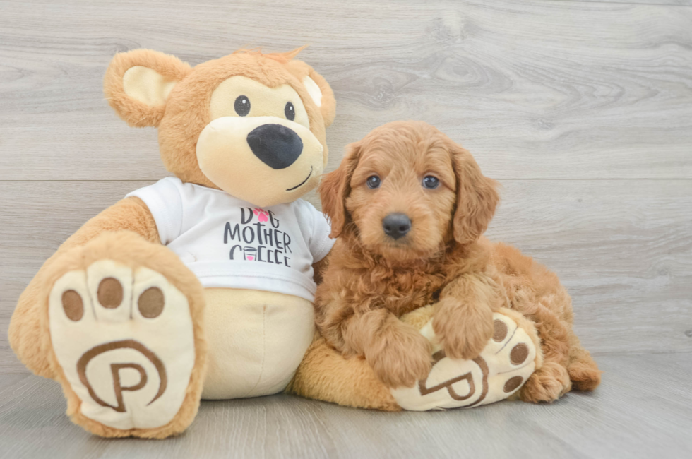 6 week old Mini Goldendoodle Puppy For Sale - Lone Star Pups