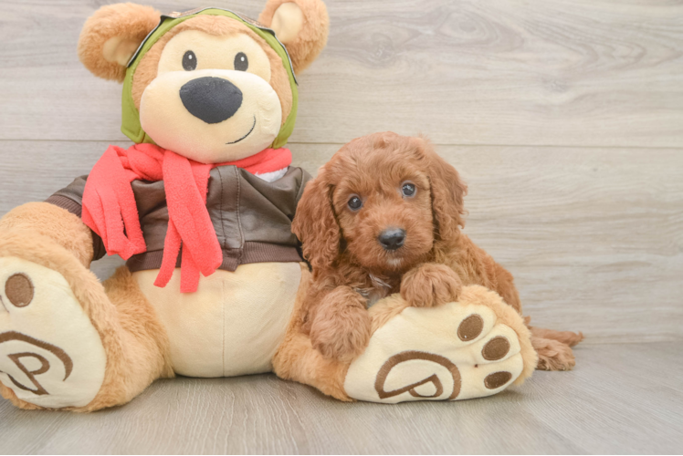 Best Mini Goldendoodle Baby