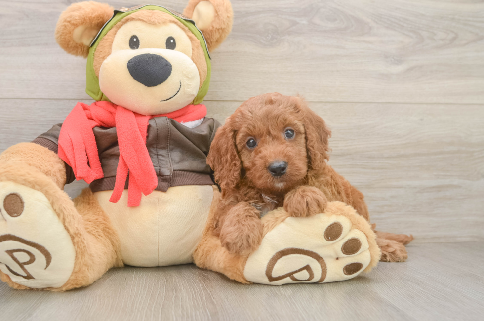 5 week old Mini Goldendoodle Puppy For Sale - Lone Star Pups