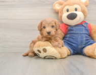 5 week old Mini Goldendoodle Puppy For Sale - Lone Star Pups